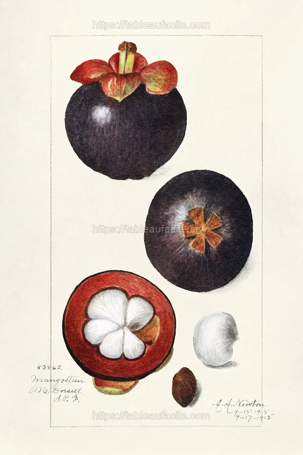 fruits467 apercu