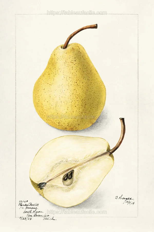 fruits468 apercu