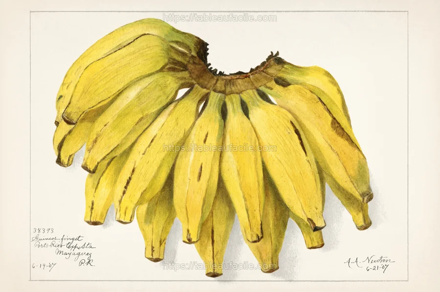 fruits473 apercu