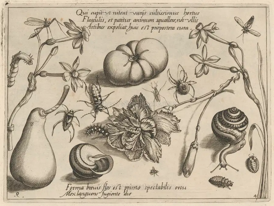 archetypa_studiaque_patris_georgii_hoefnagelii__part_4,_plate_9__1987.20.9.49 apercu