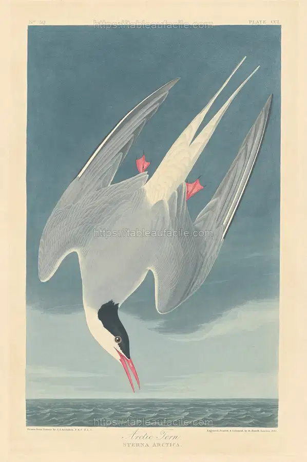 arctic_tern_1945.8.250 apercu