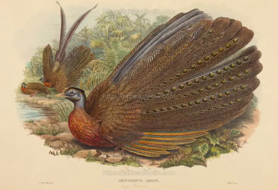 argus_pheasant_(argusianus_argus)_1991.163.50 apercu