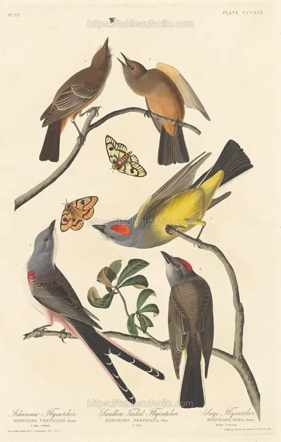 arkansaw_flycatcher,_swallow-tailed_flycatcher_and_says_flycatcher_1945.8.359 apercu