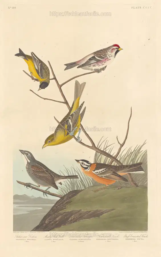 arkansaw_siskin,_mealy_red-poll,_louisiana_tanager,_townsend_s_finch_and_buff-breasted_finch_1945.8.400 apercu