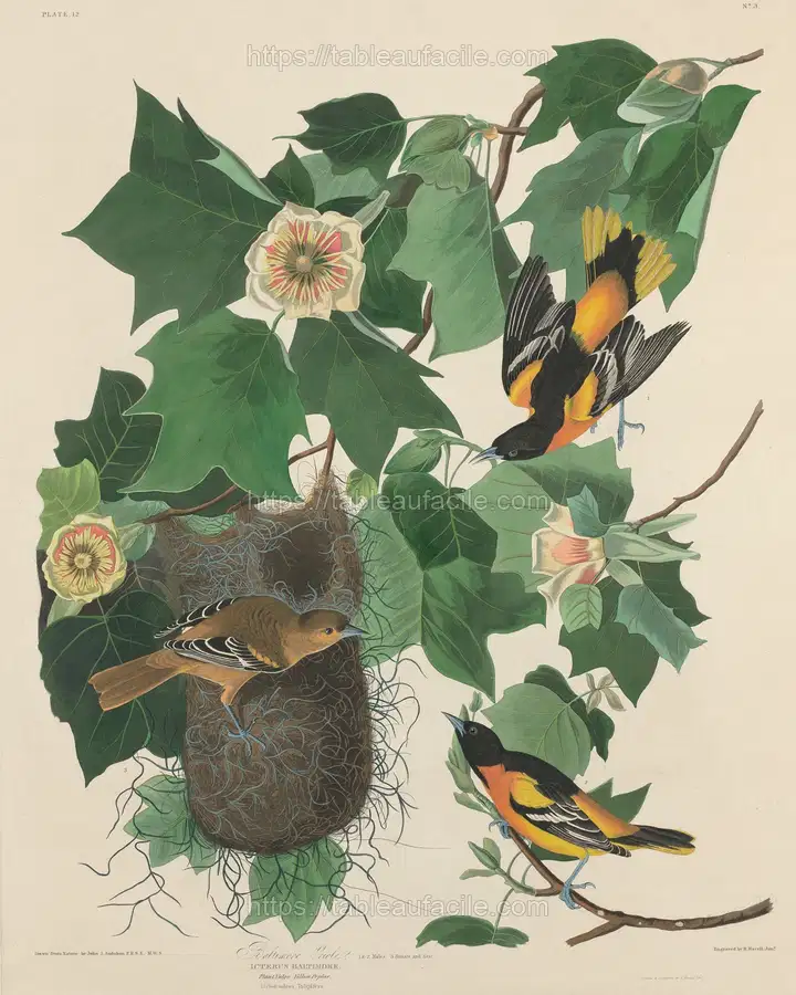 baltimore_oriole_1945.8.12 apercu