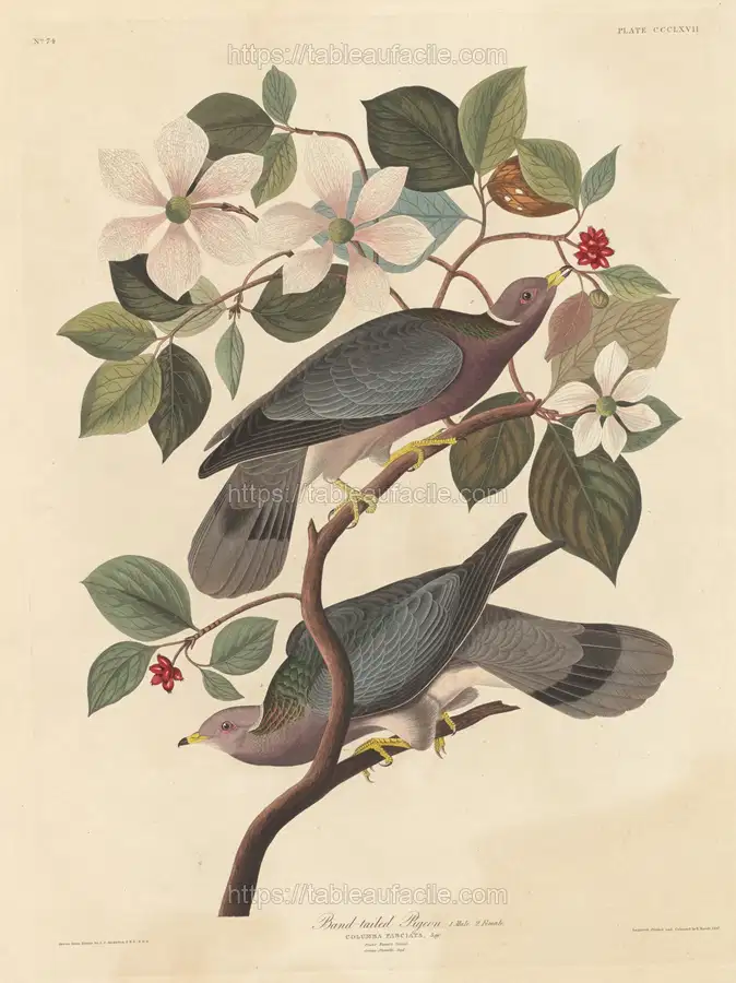 band-tailed_pigeon_1945.8.367 apercu