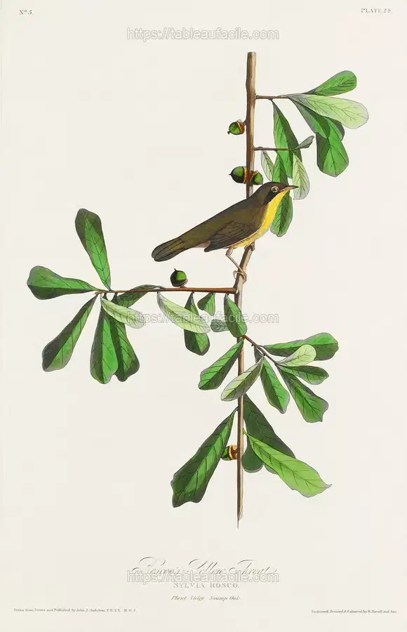 John James Audubon10 apercu