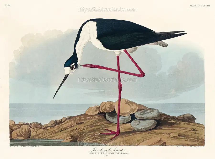 John James Audubon13 apercu