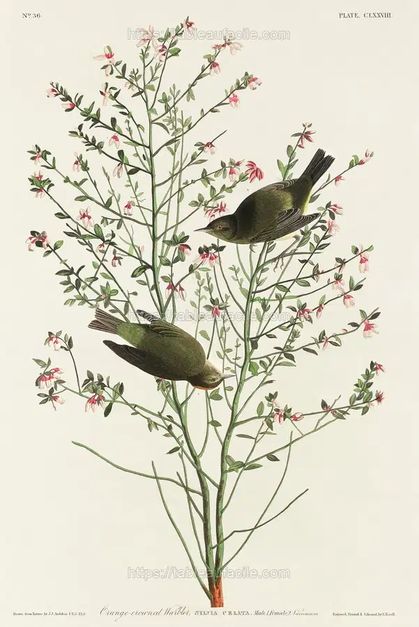 John James Audubon19 apercu