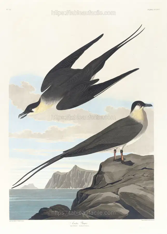 Arctic yager (1827–1838) apercu