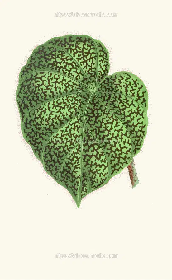 Begonia Daedalea (1867-1870) apercu