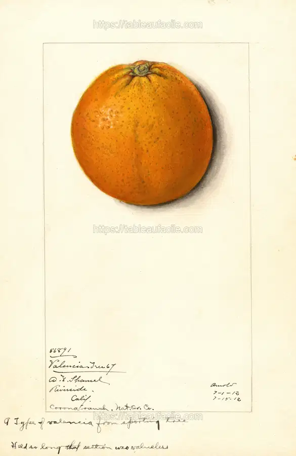 Citrus sinensis Valencia (1912) apercu