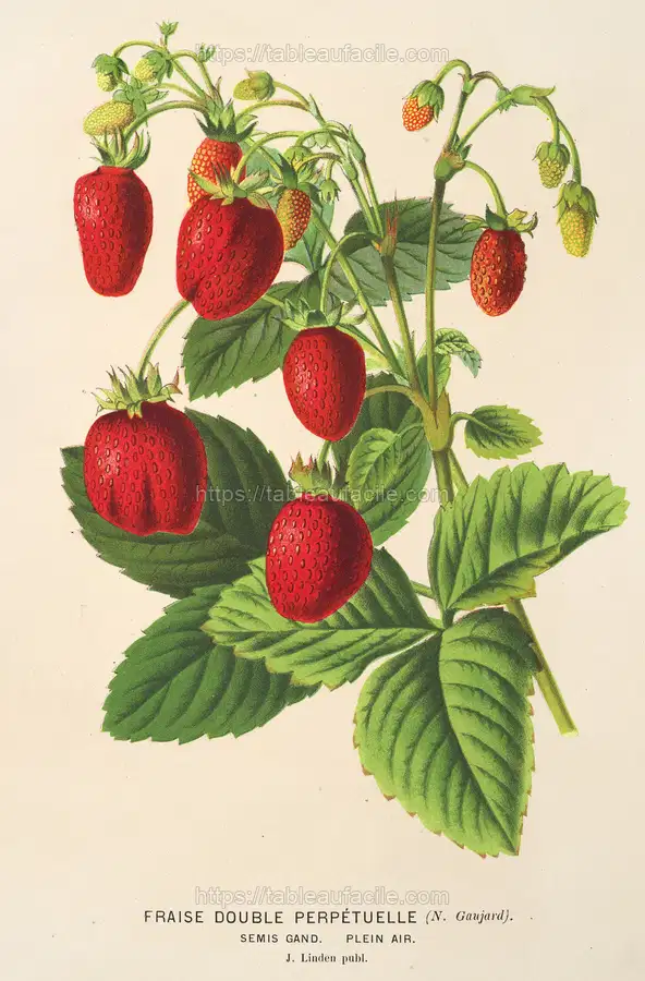 Fraise double perpétuelle (1854-1896) apercu