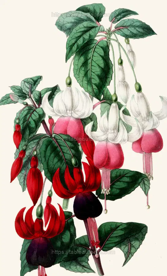 Fuchsia (1852-1861) apercu