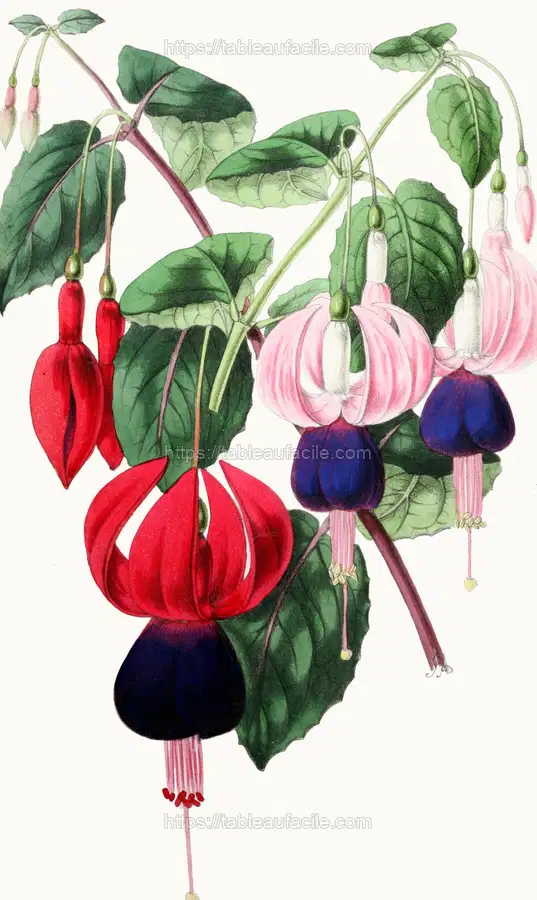 Fuchsia – Emperor Napoleon, Venus de Medici (1852-1861) apercu