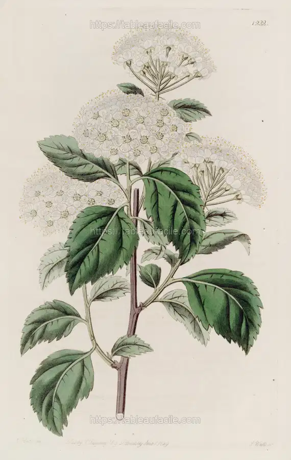 Germander-leaved Spiroea (1815-1819) apercu