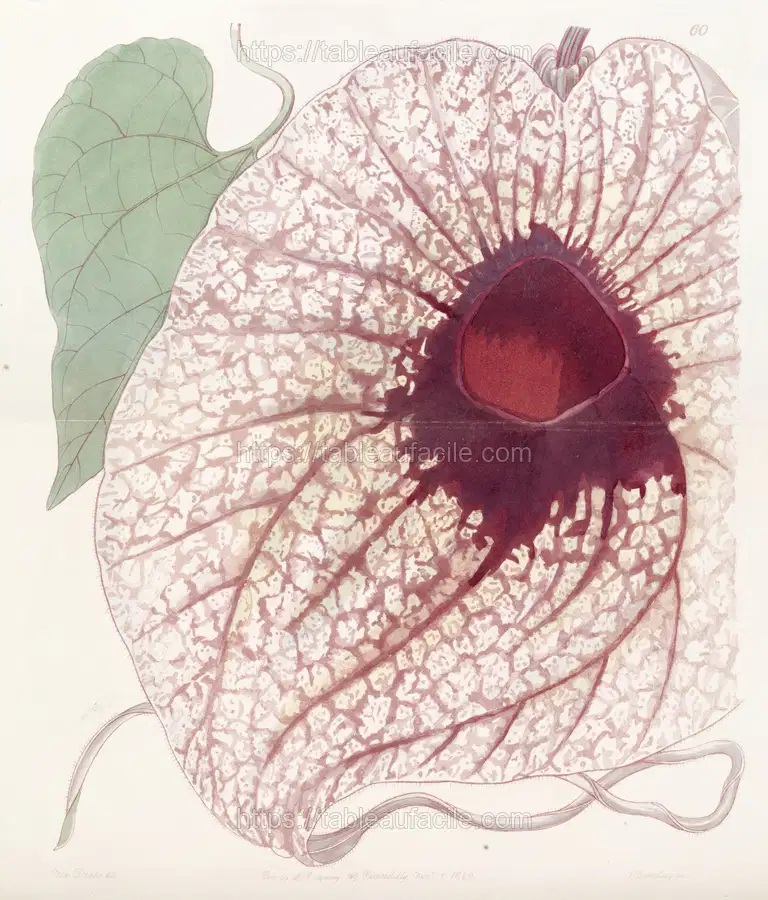 Giant Birthwort (1815-1819) apercu