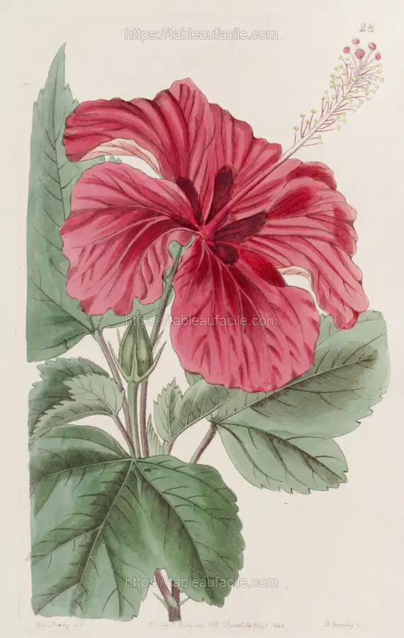 Hibiscus Cameroni-fulgens (1815-1819) apercu