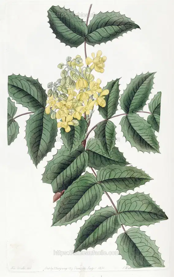 Holly-leaved Berberry (1815-1819) apercu
