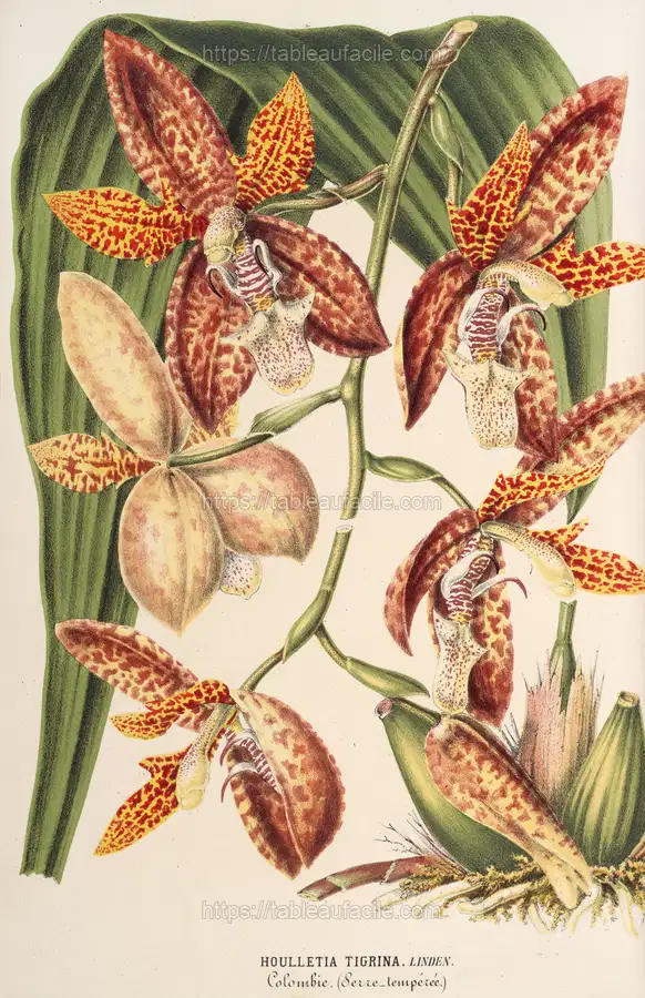 Houlletia trigrina (1854-1896) apercu