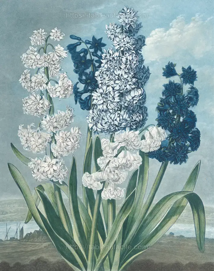 Hyacinths (1801) apercu