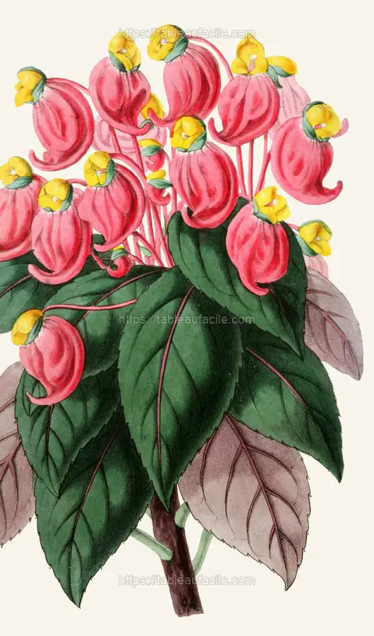 Impatiens Jerdoniae (1852-1861) apercu