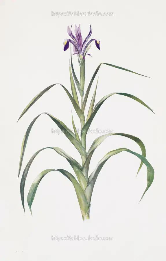 Iris Warleyensis (1913) apercu
