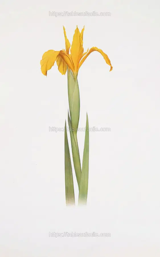 Iris aurea (1913) apercu