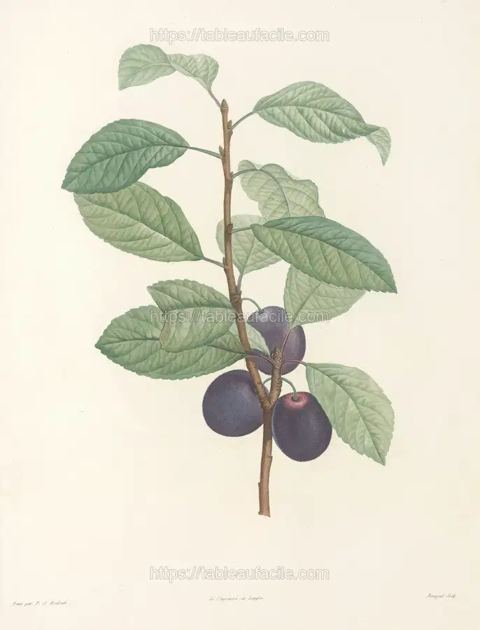 La botanique de J. J. Rousseau Pl 44 (1805) apercu