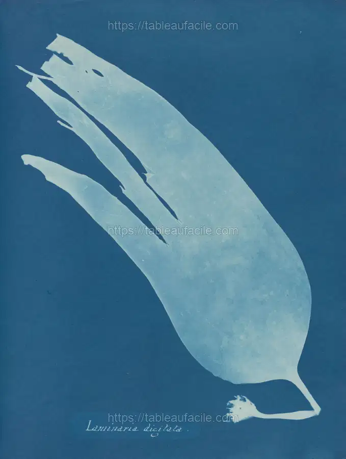 Laminaria digitata (1843-1853) apercu
