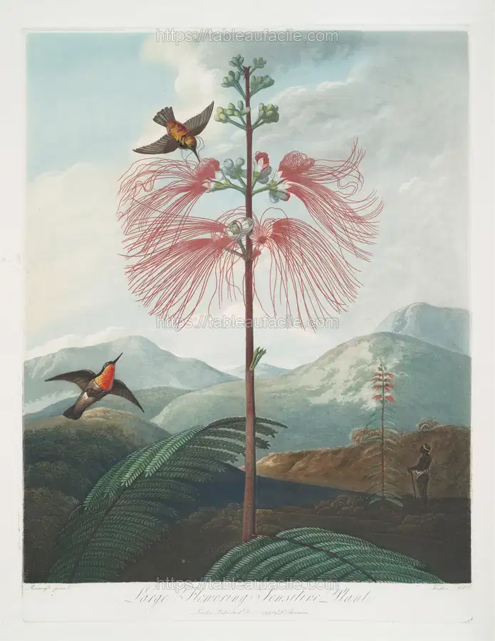Large Flowering Sensitive Plant. (1799–1807) apercu