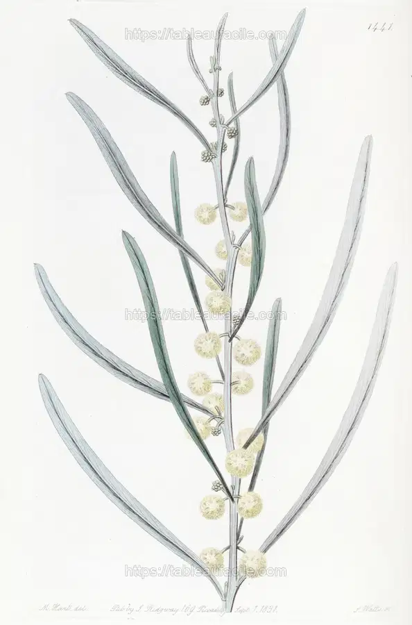 Leprous Acacia (1815-1819) apercu