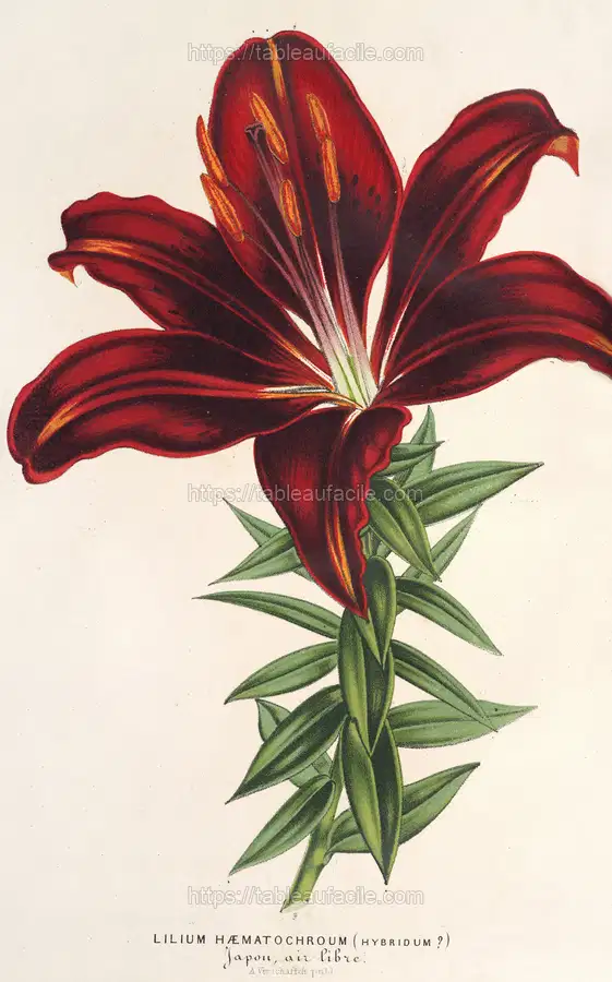 Lilium hæmatochroum (hybridum) (1854-1896) apercu
