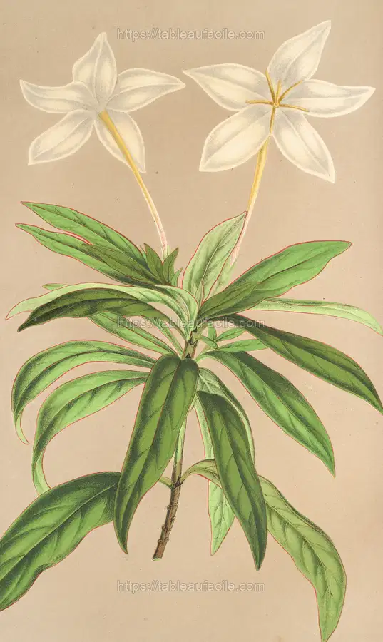 Lindenia rivalis (1854-1896) apercu