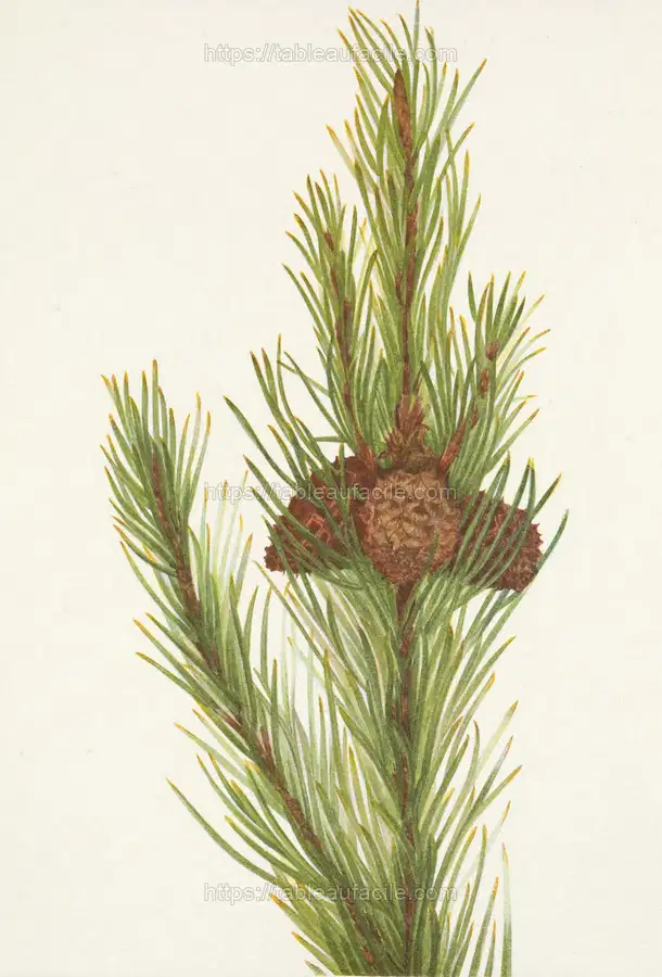 Lodgepole Pine. Pinus contorta murrayana (1925) apercu