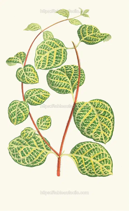 Lonicera Brachypoda (1867-1870) apercu