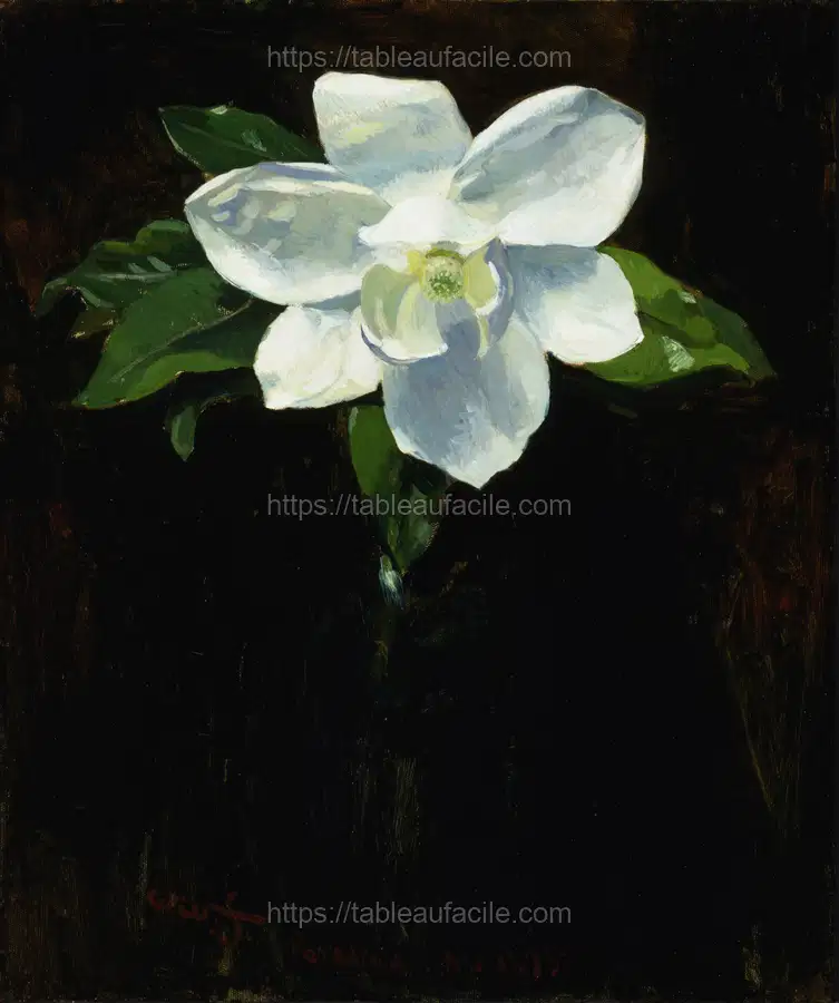 Magnolia (1895) apercu