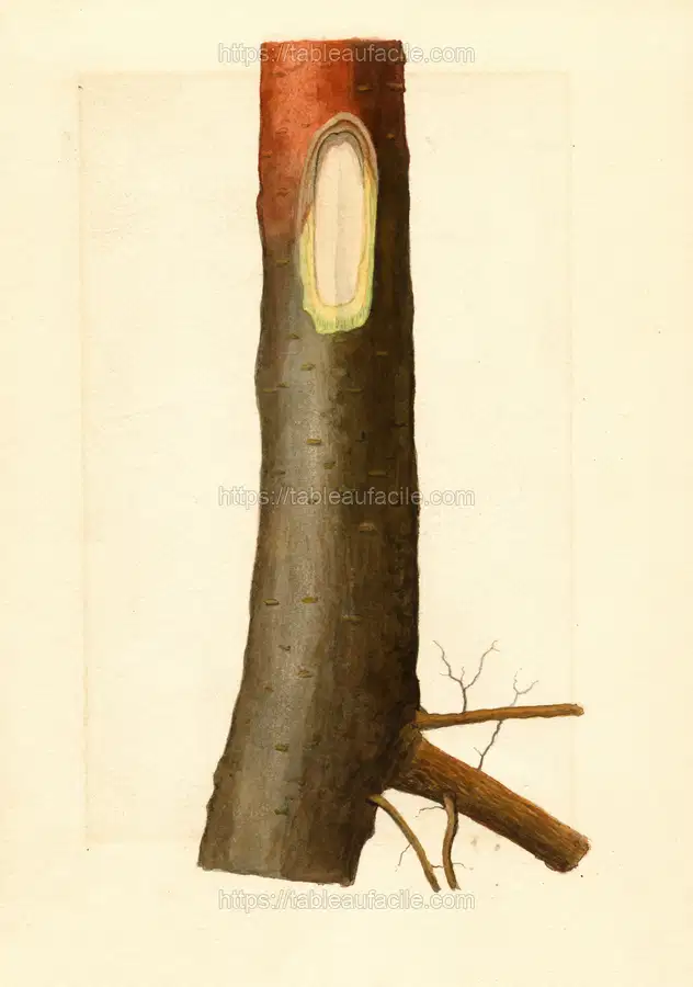 Malus domestica (1912) apercu