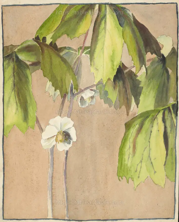 May Apple (circa 1915) apercu