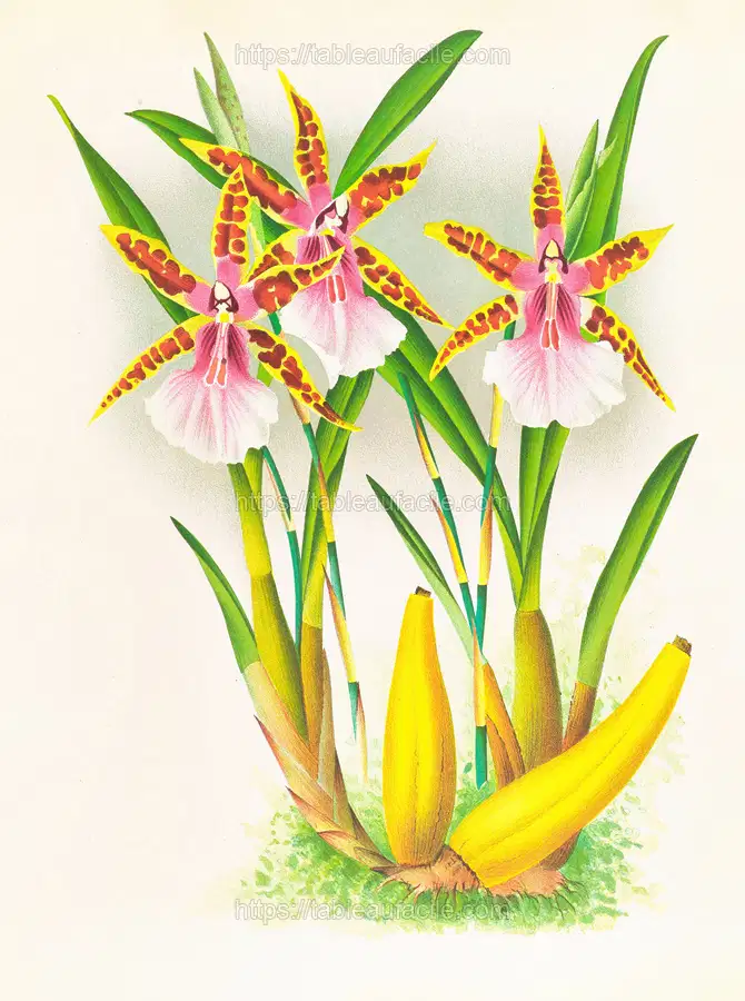 Miltonia blunti (1885-1906) apercu