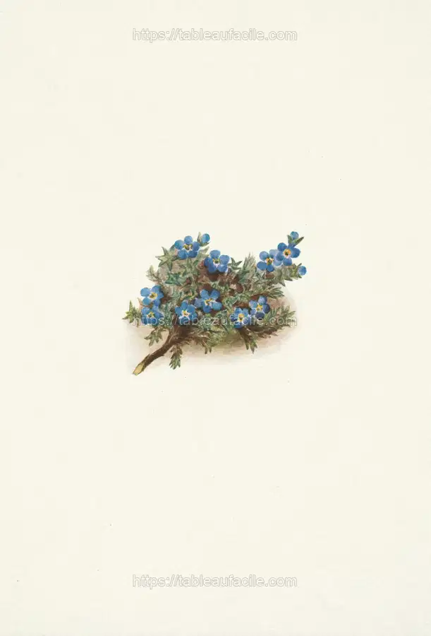 Moss Forget-me-not. Eritrichum elongatum (1925) apercu