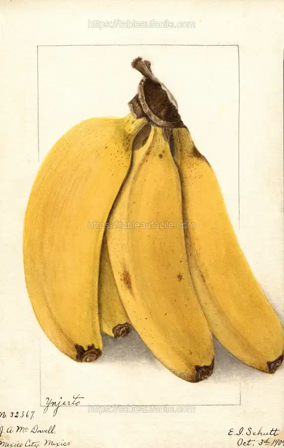 Musa Yenjerto (1904) apercu