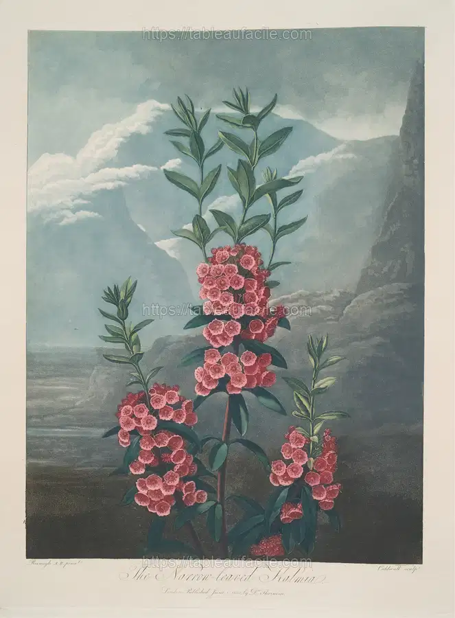 Narrow-Leaved Kalmia (1799–1807) apercu
