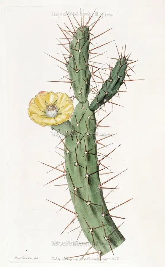 Orange-coloured Indian Fig (1815-1819) apercu