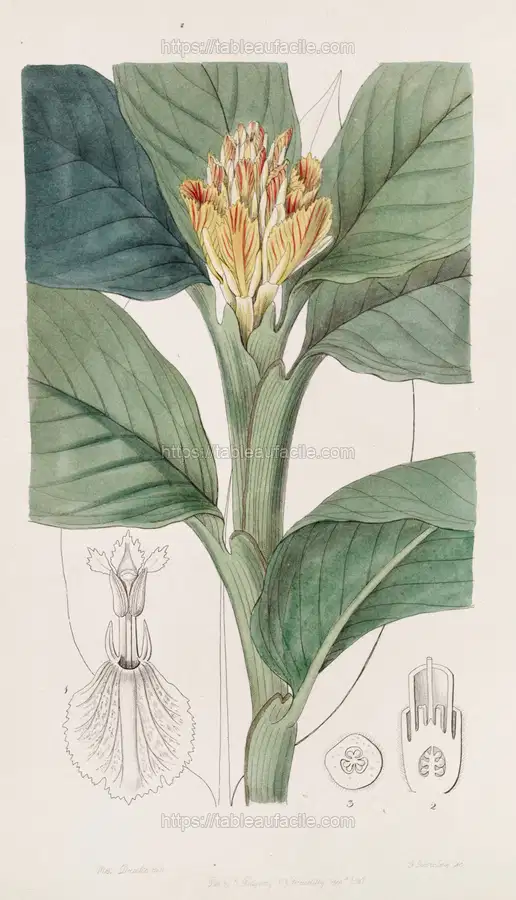 Orange-yellow Amomum (1815-1819) apercu