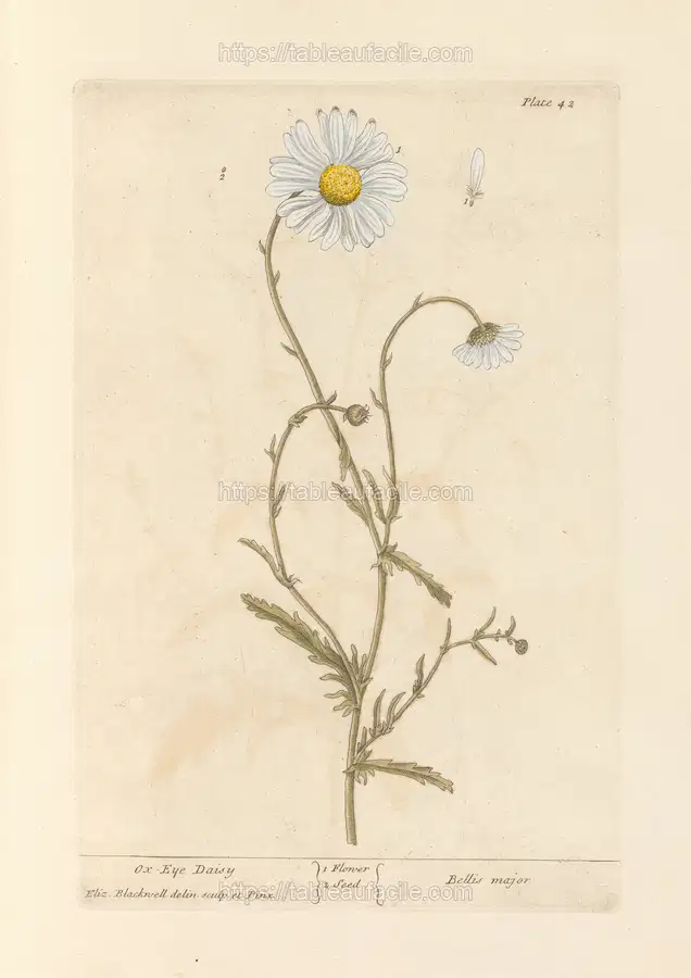 Ox-eye daisy (1739) apercu