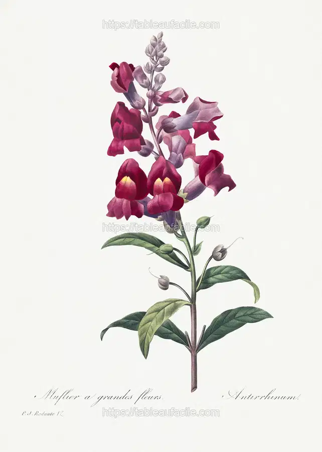 Anterinum from Choix des plus belles fleurs (1827) by Pierre-Joseph Redouté apercu