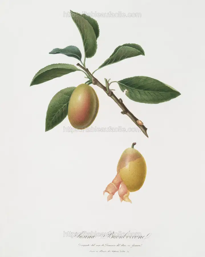 Armenian plum (Prunus armeniaca) by Giorgio Gallesio apercu