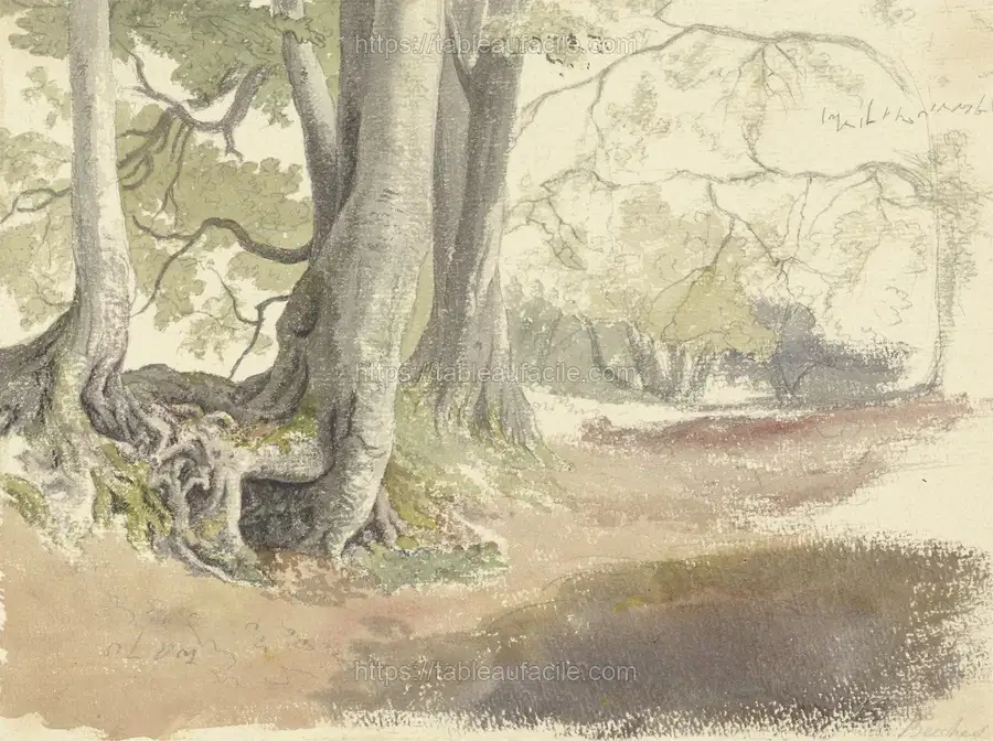 Beech Trees apercu