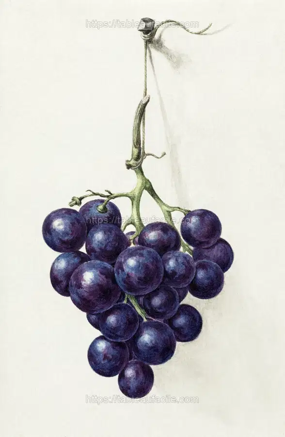Bunch of blue grapes by Jean Bernard apercu